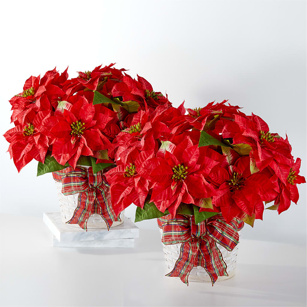 Happiest Holidays Poinsettia Bundle – Flowers By Willie, Marshall TX