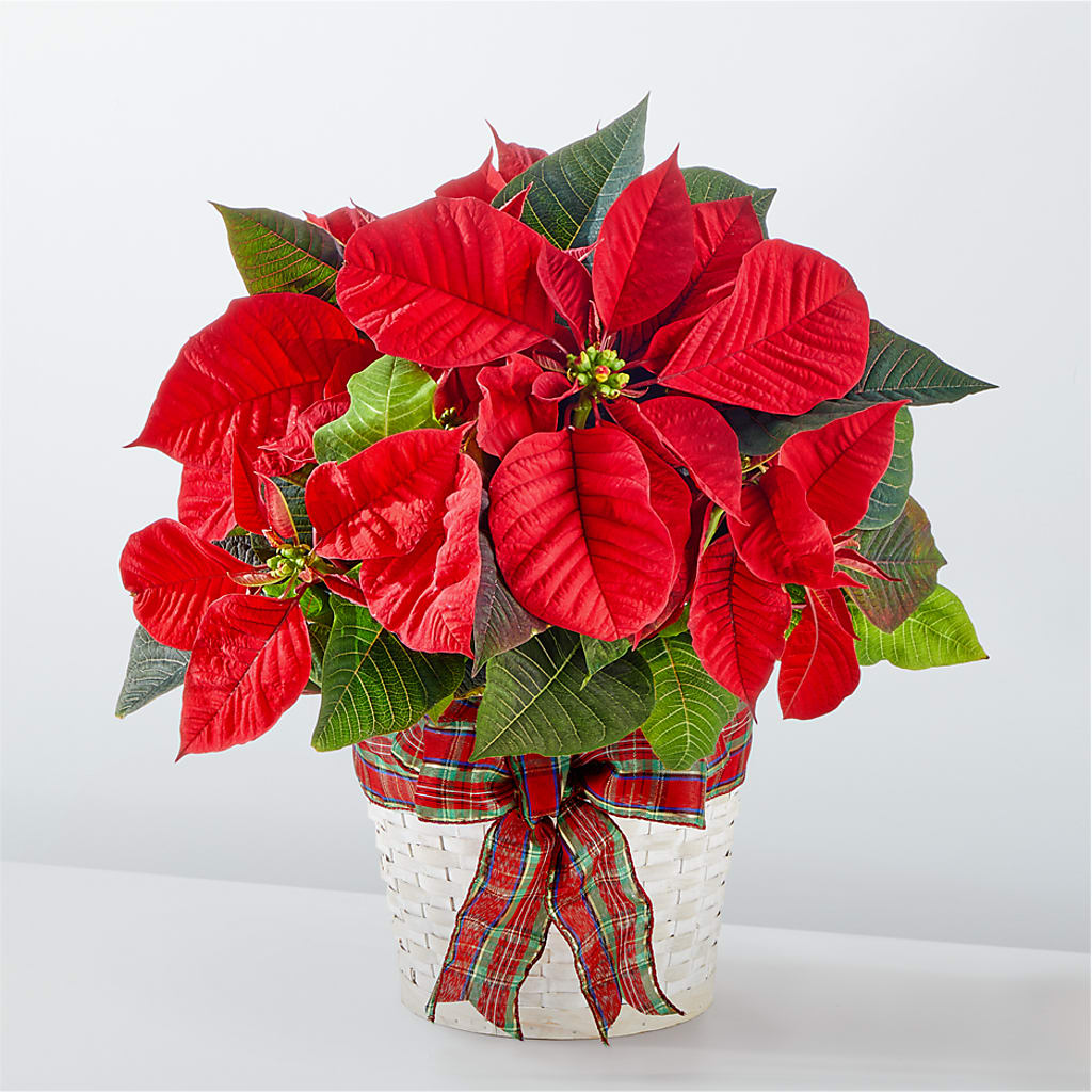 Happiest Holidays Poinsettia – Flowers By Willie, Marshall TX
