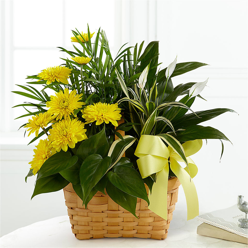 Loving Light Dishgarden – Flowers By Willie, Marshall TX
