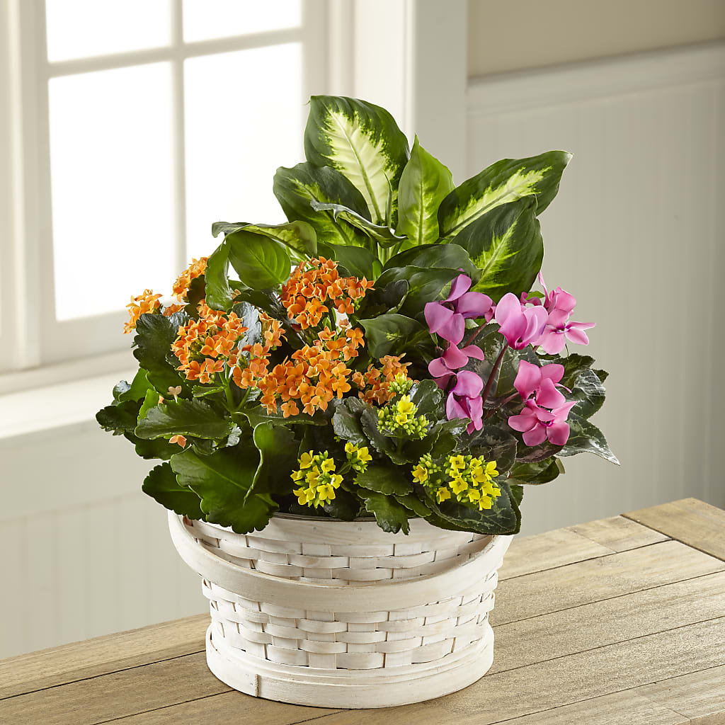 Color Crush Dishgarden – Flowers By Willie, Marshall TX