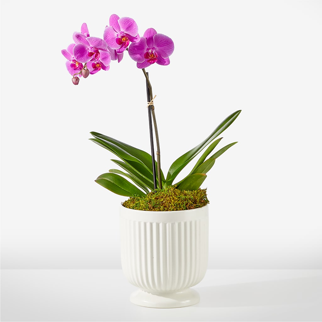 Friendly Fuchsia Orchid – Flowers By Willie, Marshall TX