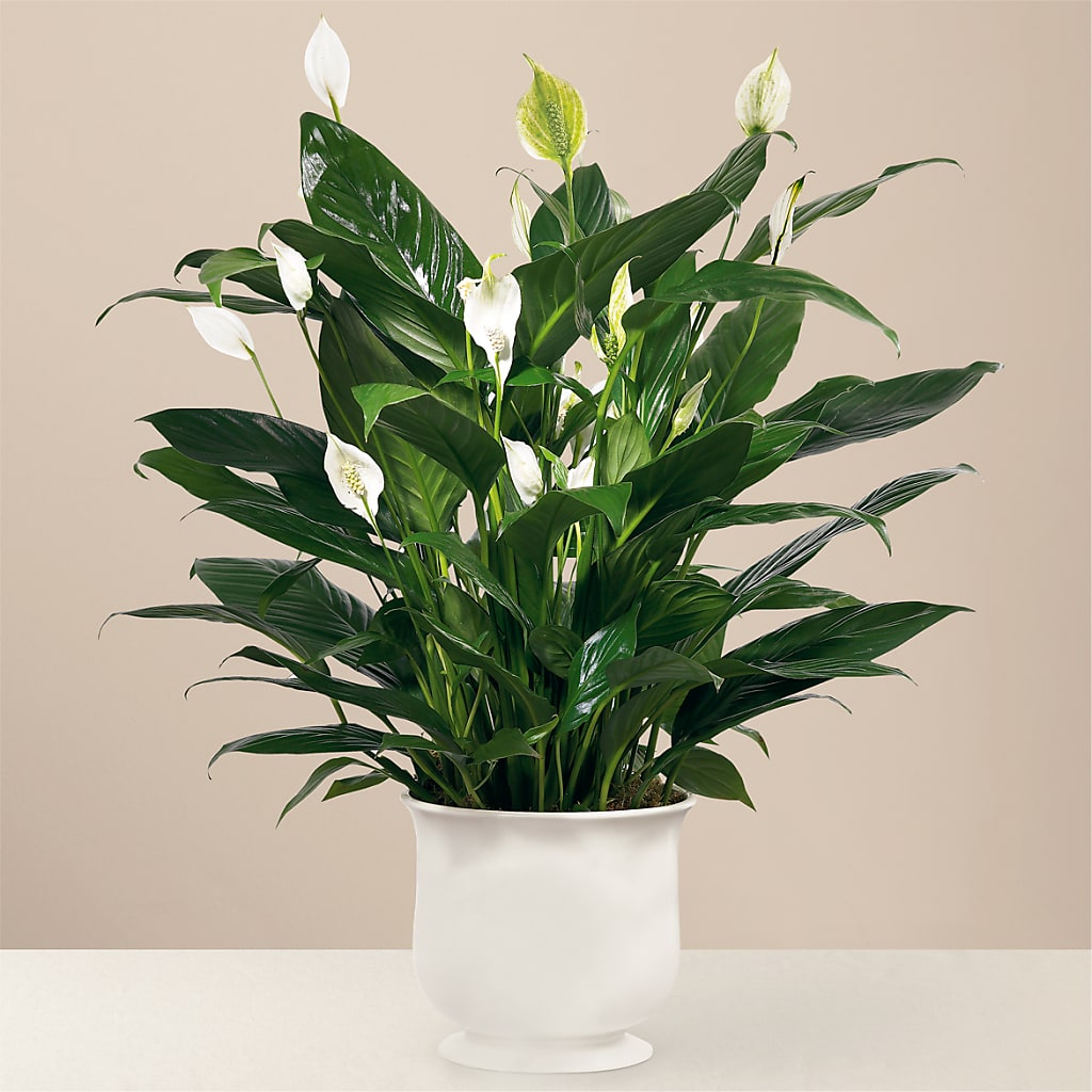Comfort Planter – Flowers By Willie, Marshall TX