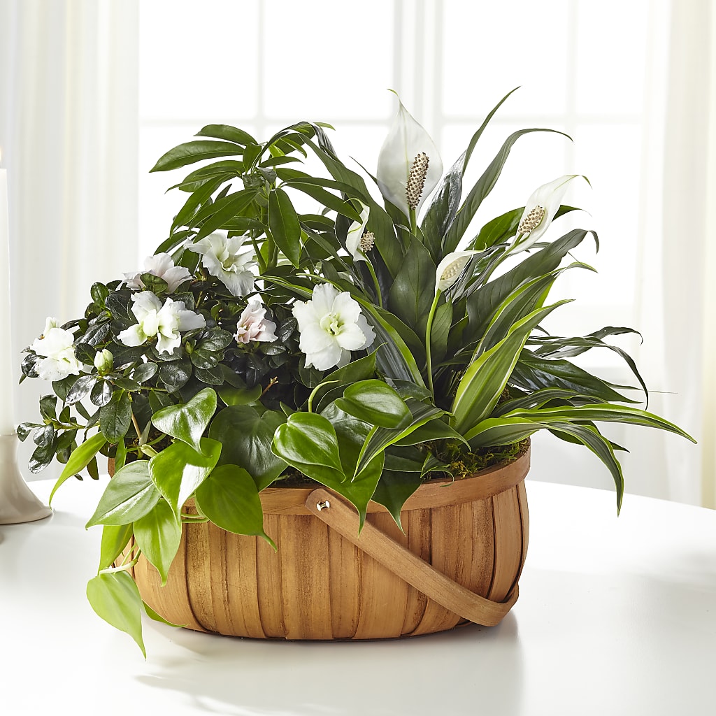 Serene Dishgarden – Flowers By Willie, Marshall TX