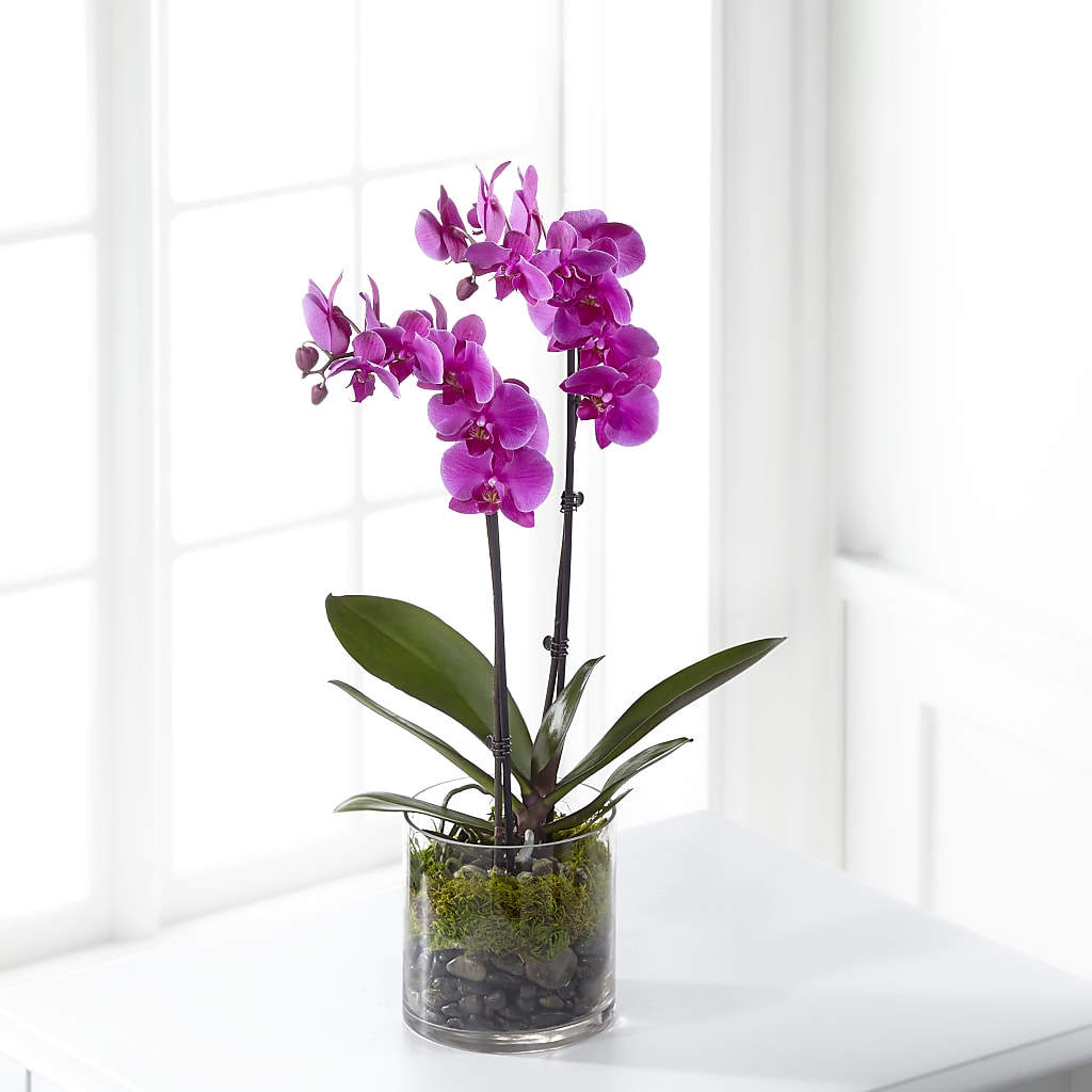 Pink Orchid Plant – Flowers By Willie, Marshall TX