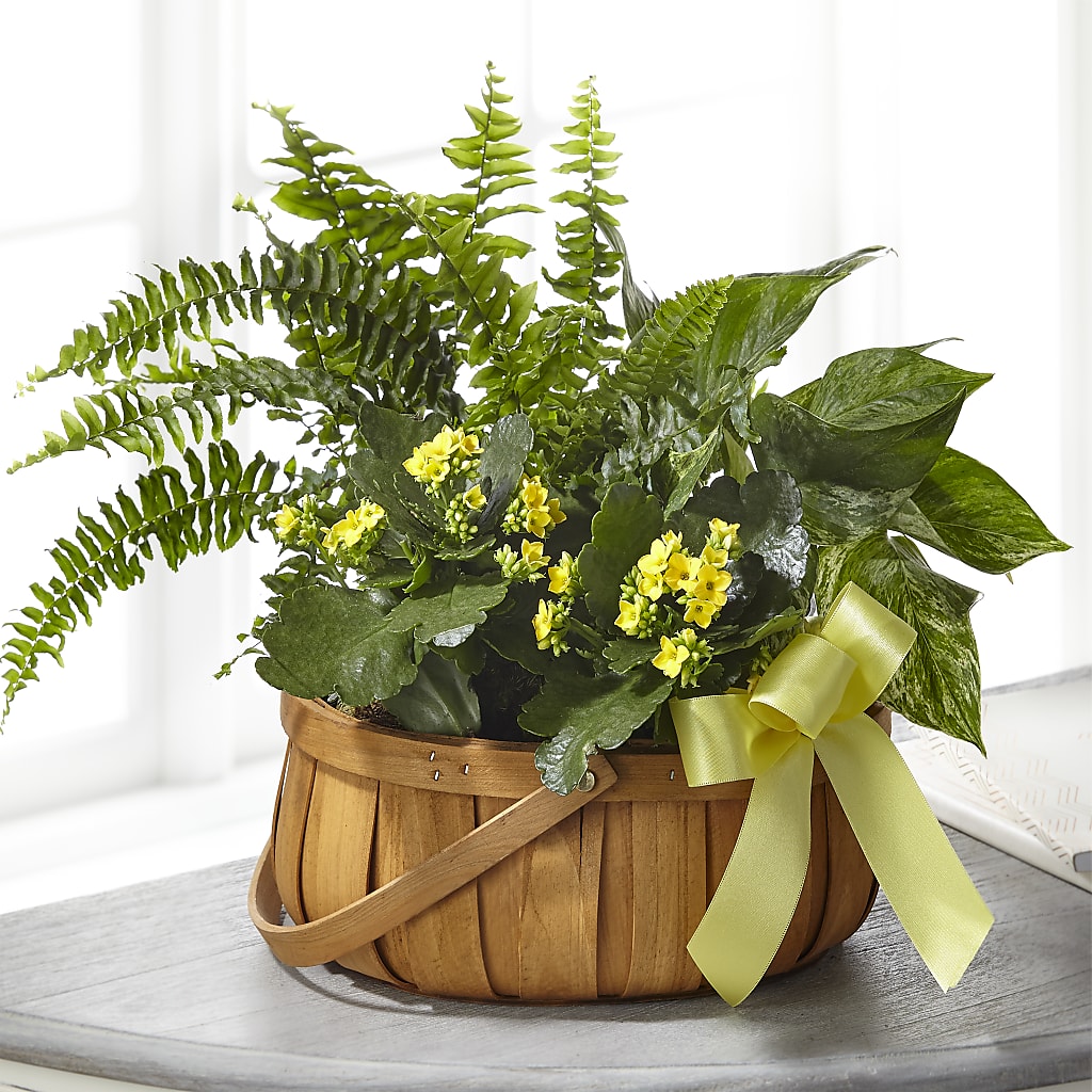 Always Dear Dishgarden – Flowers By Willie, Marshall TX
