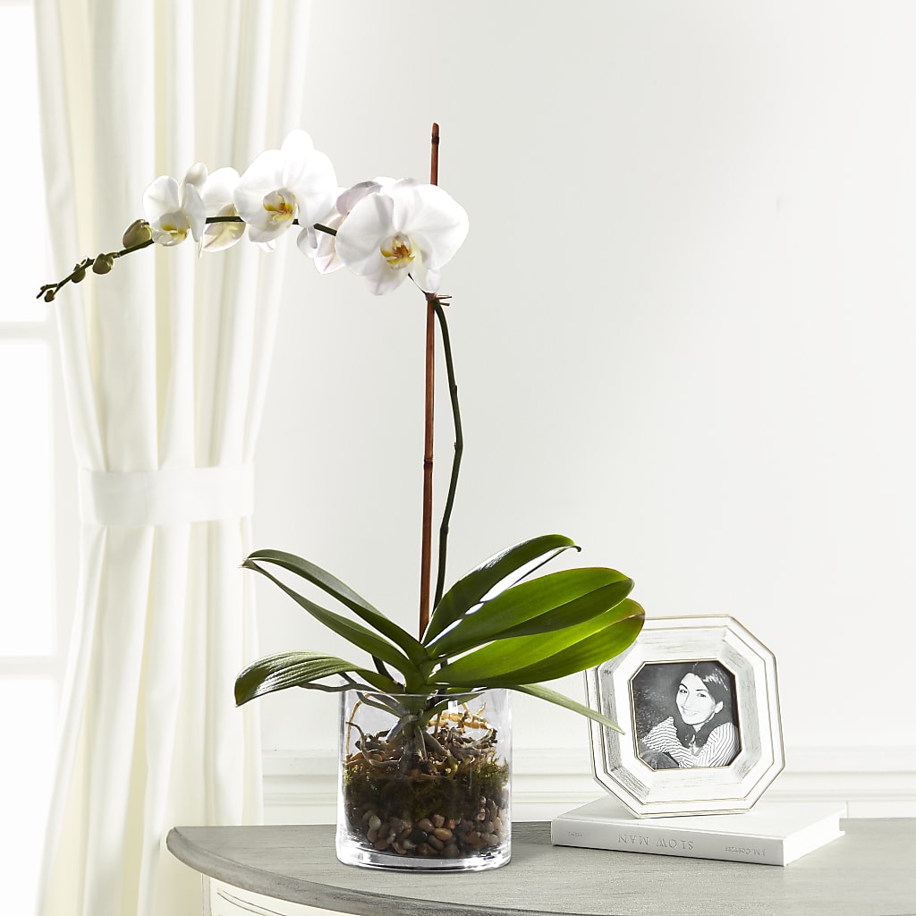 White Orchid Planter – Flowers By Willie, Marshall TX