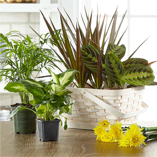 Florist Designed Blooming and Green Plants in a Basket –  Flowers By Willie, Marshall TX