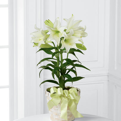 Easter Lily Plant –  Flowers By Willie, Marshall TX