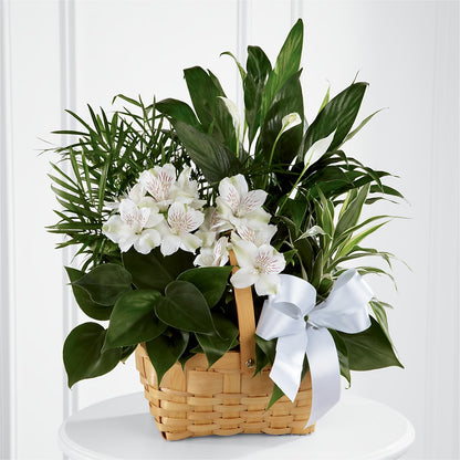 Peace & Serenity Dishgarden –  Flowers By Willie, Marshall TX