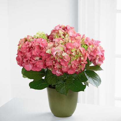 Pink Hydrangea Planter –  Flowers By Willie, Marshall TX