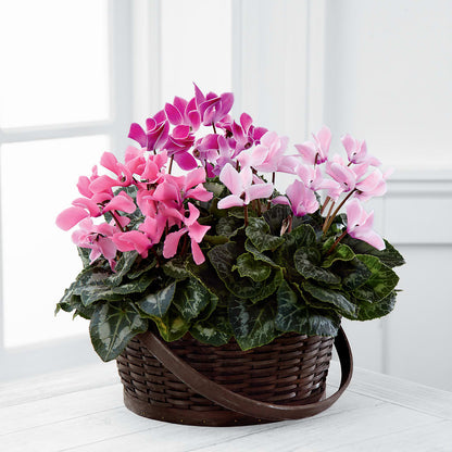 Mixed Cyclamen Planter –  Flowers By Willie, Marshall TX