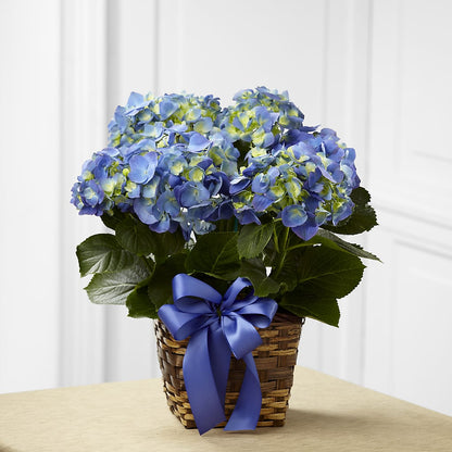 Blue Hydrangea Planter –  Flowers By Willie, Marshall TX