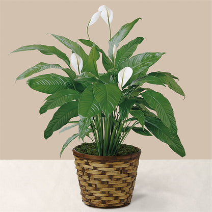 Tranquil Moments Peace Lily Plant –  Flowers By Willie, Marshall TX