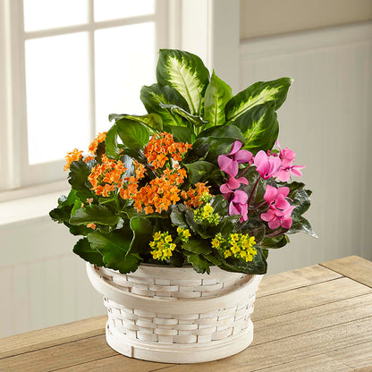 Color Crush Dishgarden –  Flowers By Willie, Marshall TX
