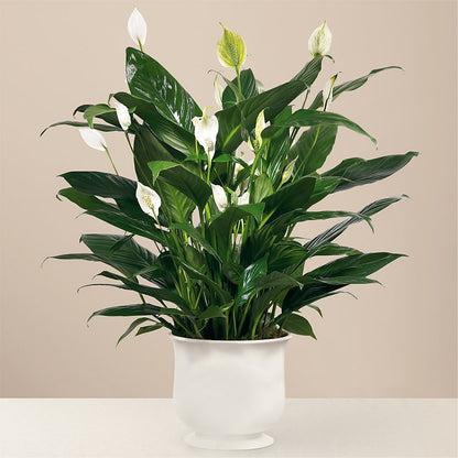 Comfort Planter –  Flowers By Willie, Marshall TX