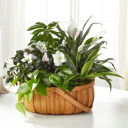 Serene Dishgarden –  Flowers By Willie, Marshall TX