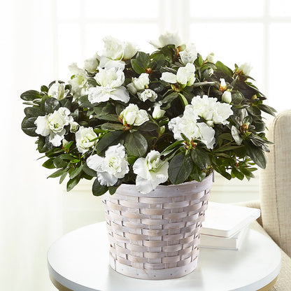 White Azalea Plant –  Flowers By Willie, Marshall TX