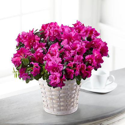 Hope & Serenity Azalea Plant –  Flowers By Willie, Marshall TX