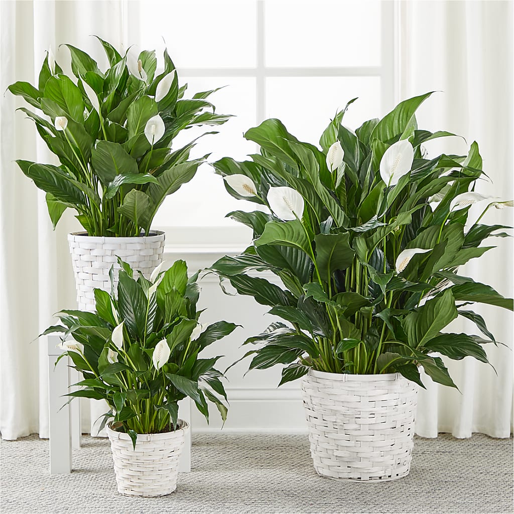 A New Leaf Peace Lily –  Flowers By Willie, Marshall TX