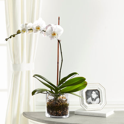 White Orchid Planter –  Flowers By Willie, Marshall TX